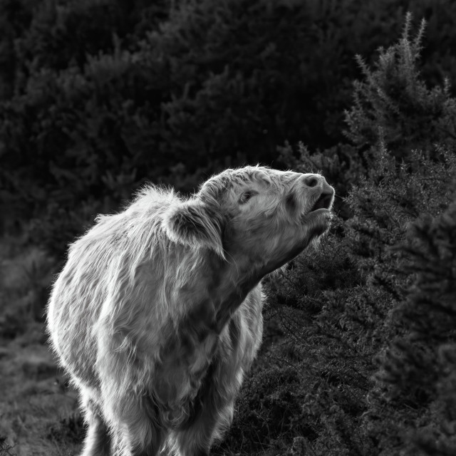 "Mooooo!" by Gareth Tallon (Abidastra) - $12.35 "Mooooo!" stock image
