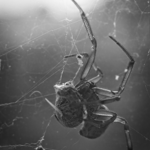 "The Morning After" by Gareth Tallon (Abidastra) - $12.35 "The Morning After" stock image
