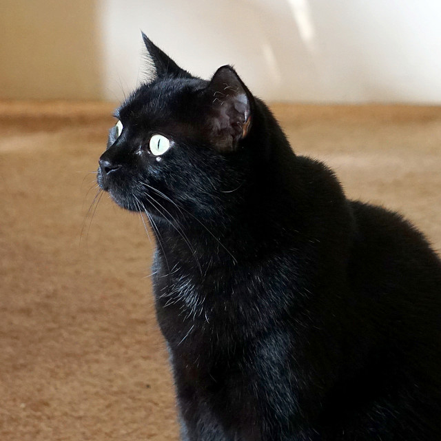 "Black Cat" by BTG Photographer - $3.09 "Black Cat" stock image