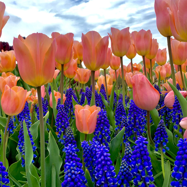 "Flowers" by RAD Photography - £9.00 "Flowers" stock image