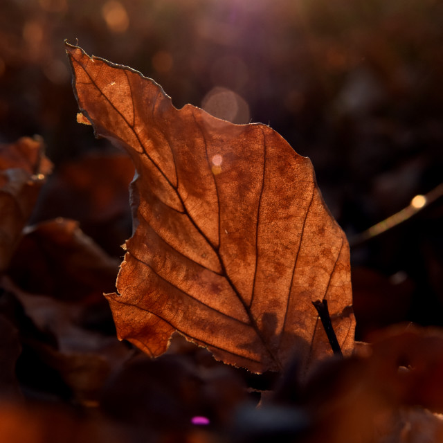 "A fine Leaf" stock image