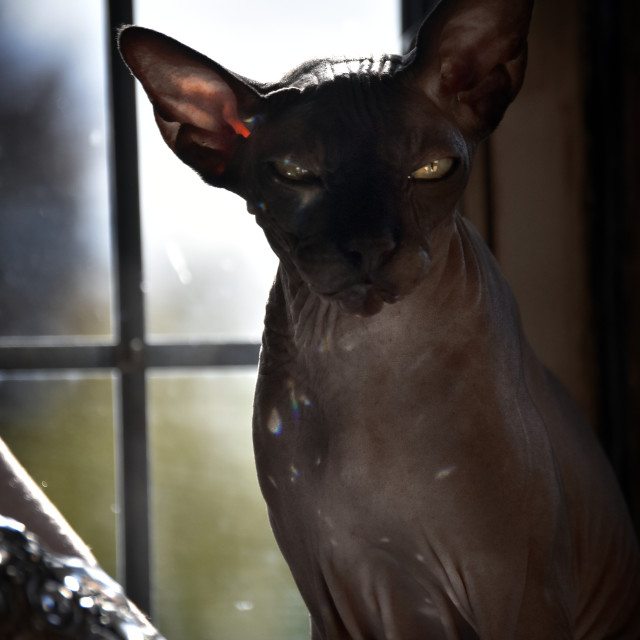 "Don't Feed After Midnight" stock image