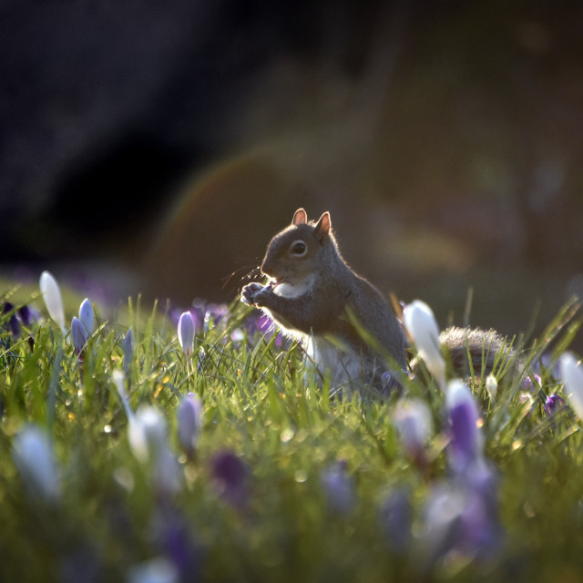 "Seasonal Hors d'oeuvres" stock image