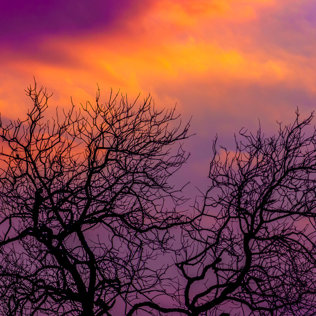 "Dry tree during sunset III" by Expvisual Filmmaking and Photography SAS de CV - $9.88 "Dry tree during sunset III" stock image