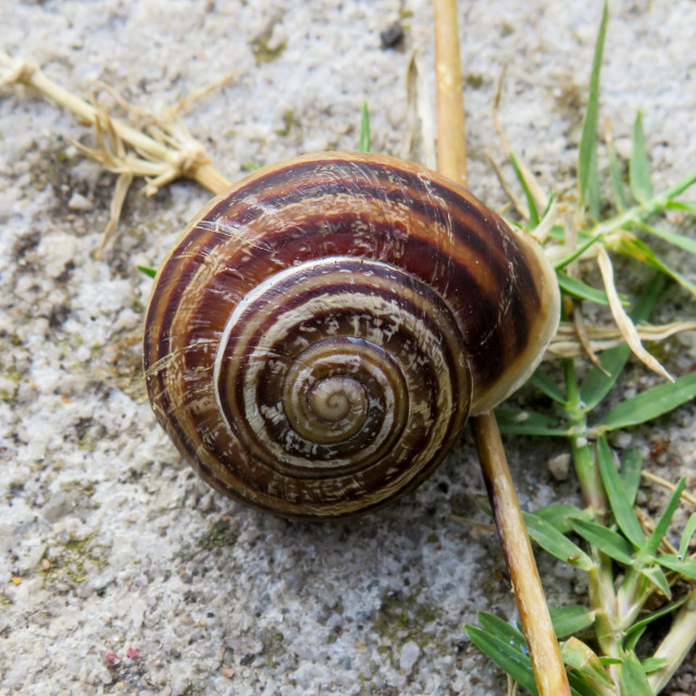 "Sacred Geometry Snail" stock image