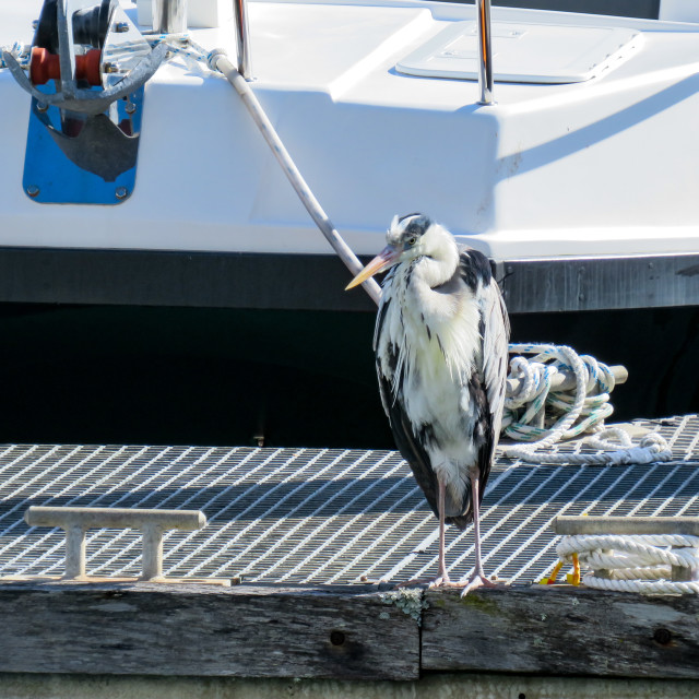 "Bird 'n Boat" stock image