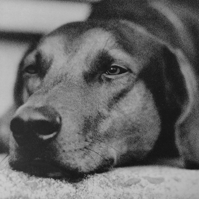 "Snooky the Dog" by Paul Wilcox - $9.29 "Snooky the Dog" stock image