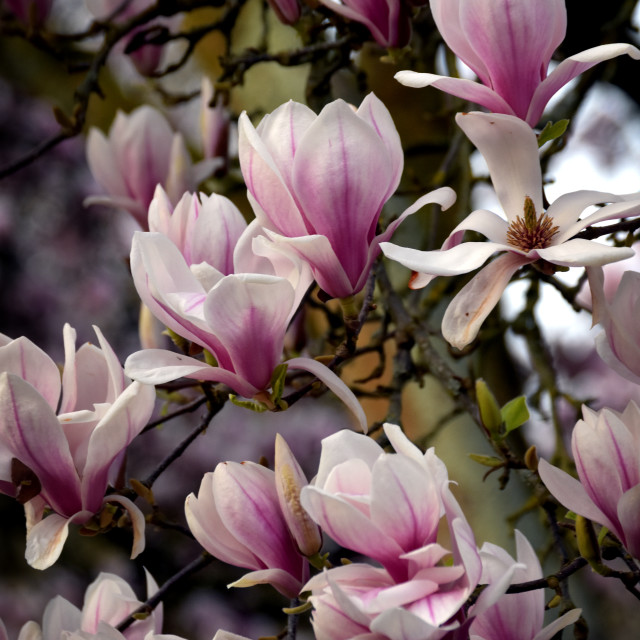 "CGI Magnolia" stock image