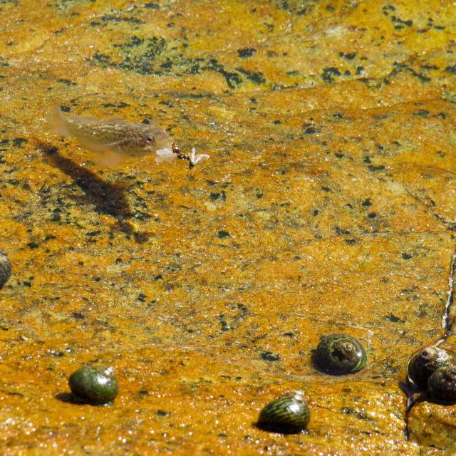 "Shell Fish" stock image