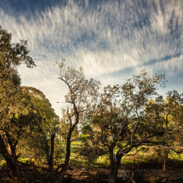 "High Cirrus with Treetops" stock image