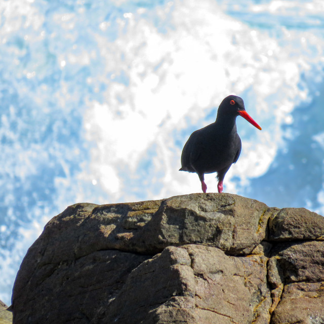 "African Black Oystercatcher •" stock image