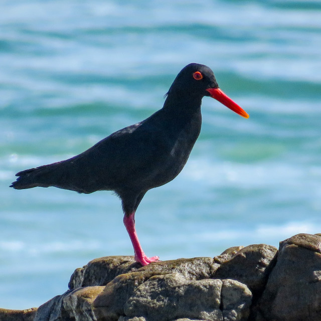 "African Black Oystercatcher □" stock image