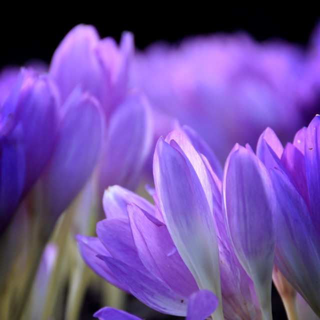 "Colchicum" stock image