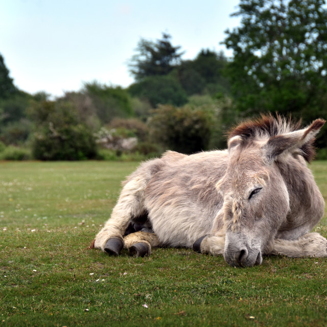 "Afternoon Nap" stock image