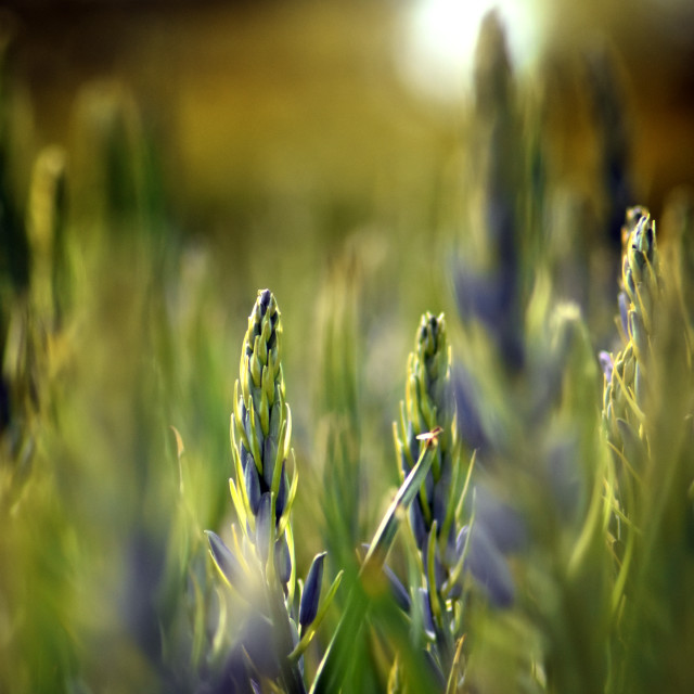 "Camassia III" stock image