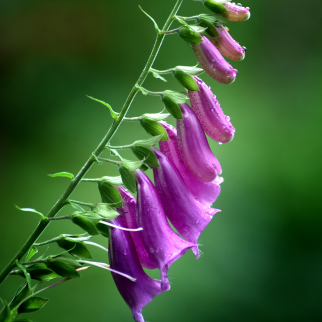 "Foxglove Profile" stock image