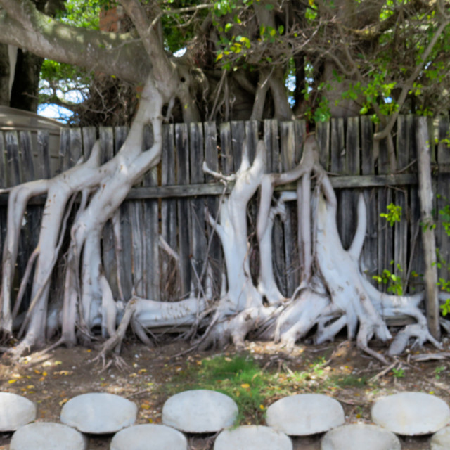 "Strangler Fig" stock image