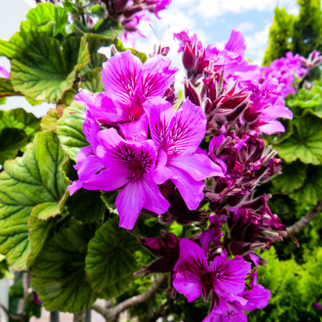 "Geraniums" stock image