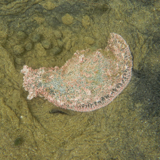 "Pink Sea Slug" stock image