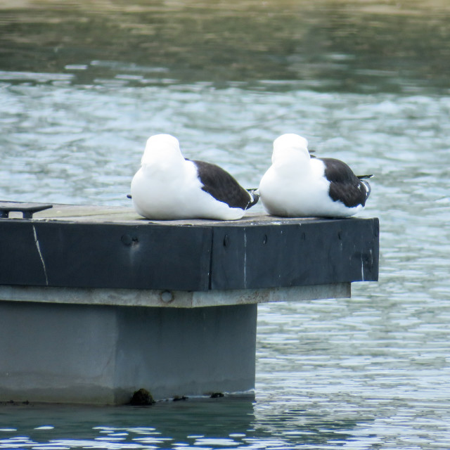 "Two Gulls" stock image