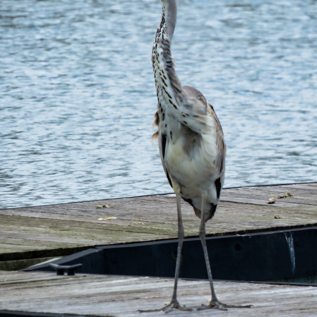 "Heron •" stock image