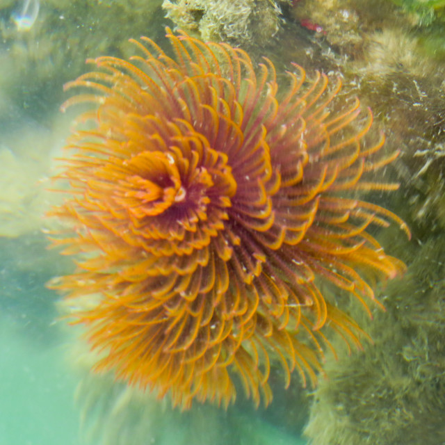 "Sea Creatures •" stock image