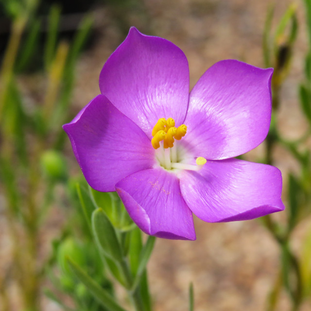 "The Colour Purple" stock image