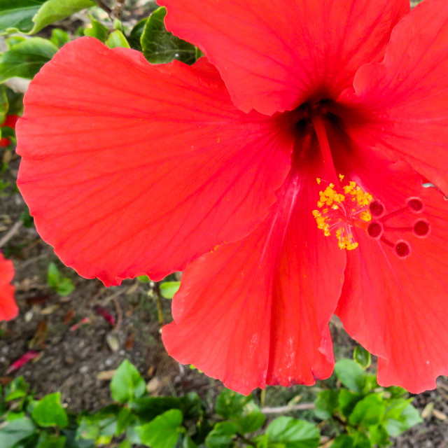 "Hibiscus" stock image