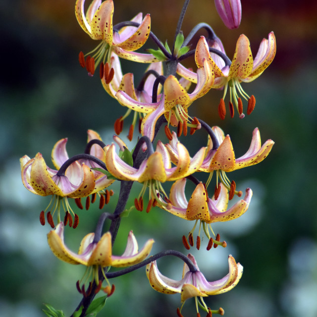 "Natural Candelabra" stock image