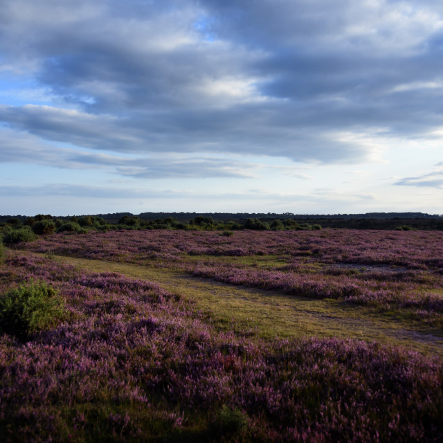 "Heather Landscape" stock image