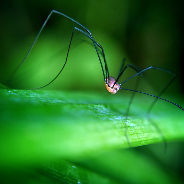 "Harvester" stock image