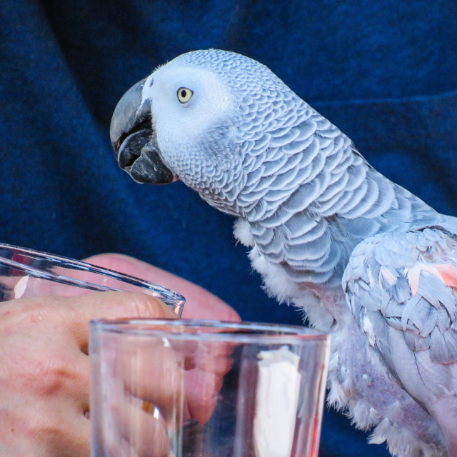 "African Grey Alky" stock image