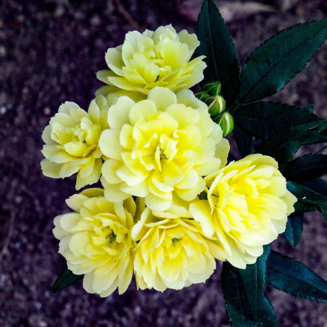 "Yellow Rose" stock image