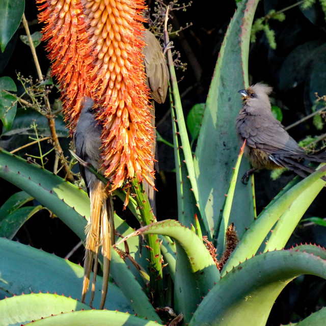 "Mousebird Aloe" stock image