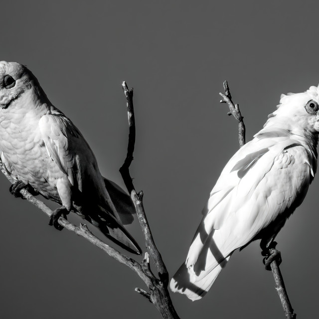 "Corella pair" by Sam Blight - $12.45 "Corella pair" stock image