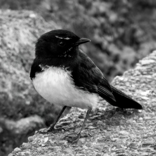 "Wagtail" by Sam Blight - $12.45 "Wagtail" stock image