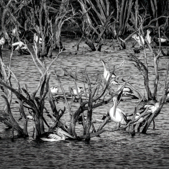 "Pelican Roost" stock image