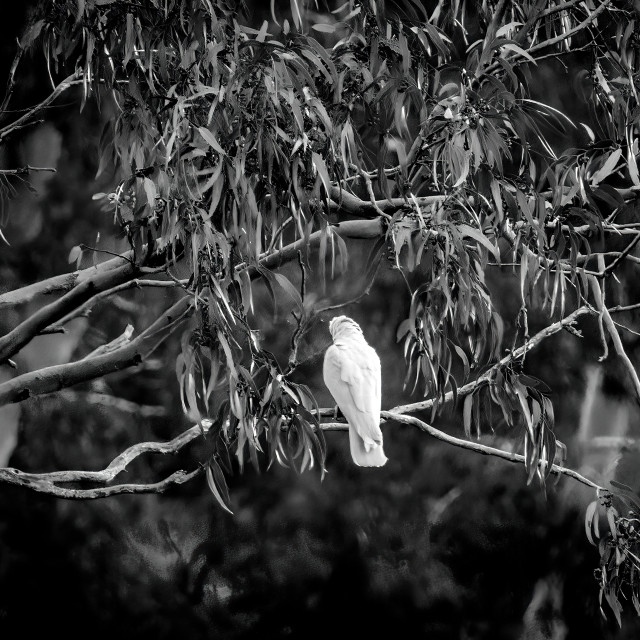 "Solitary Corella" by Sam Blight - $12.45 "Solitary Corella" stock image
