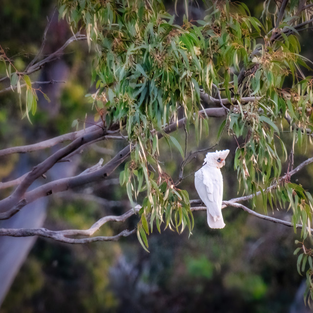 "Lone Corella" stock image