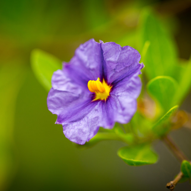 "Madeira Blue" stock image