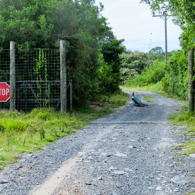 "Gate Guard" stock image