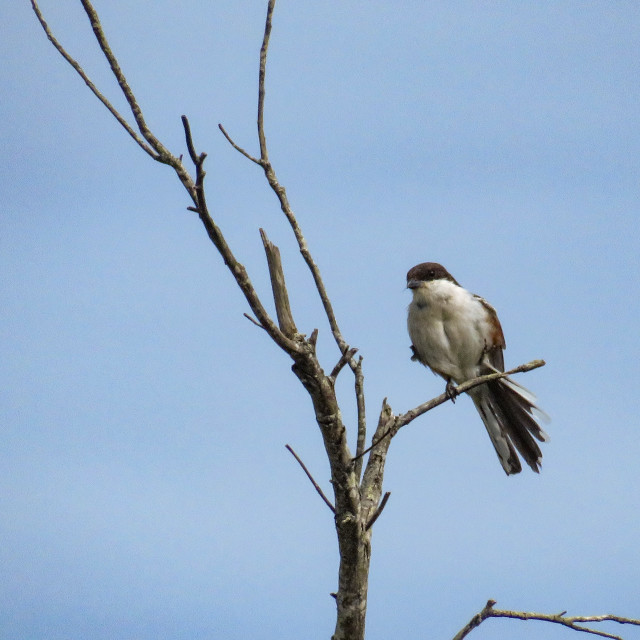 "Shrike" stock image