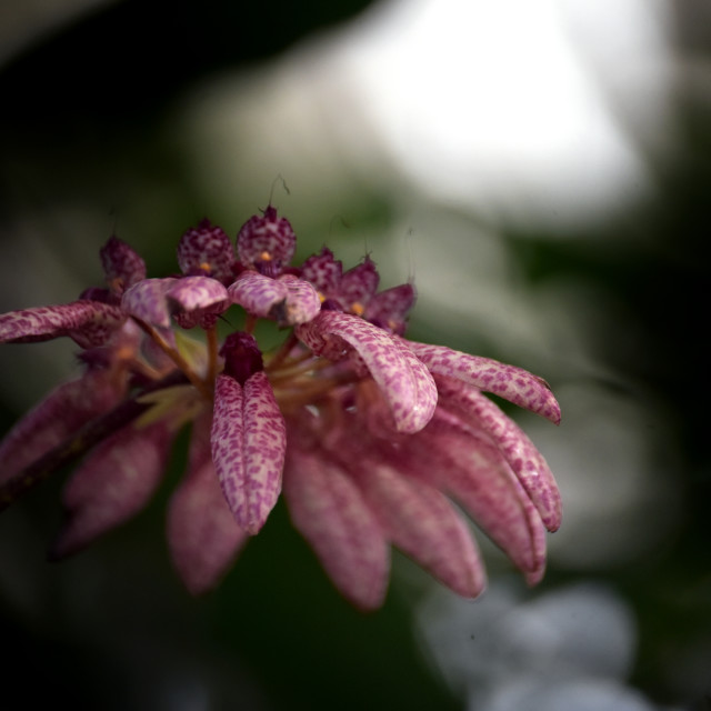 "Orchid Fan" stock image