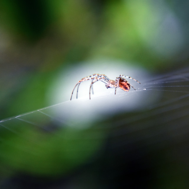 "The Crawl II" stock image