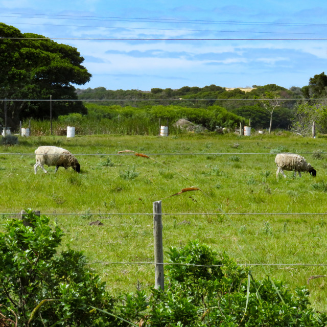 "Real Sheep" stock image