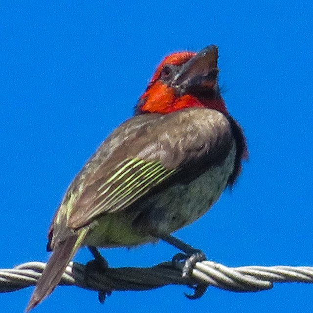 "Barbet" stock image