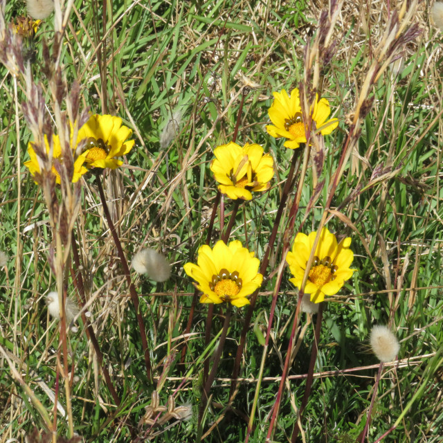 "Wild Flowers" stock image