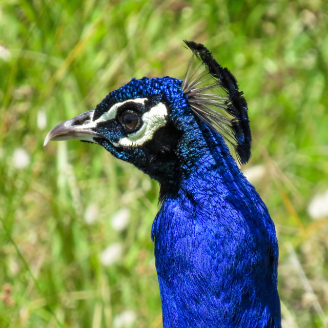 "Peacock Portrait" stock image