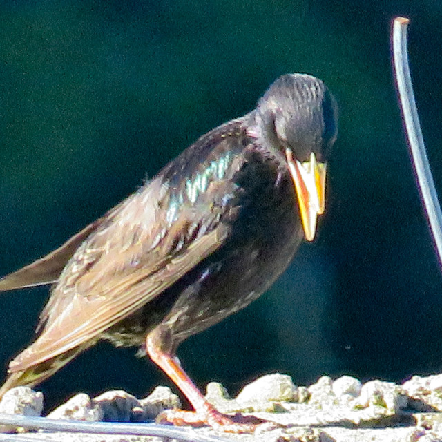 "Bird, not on the Wire" stock image