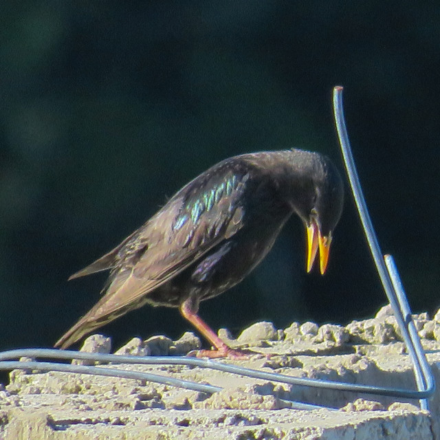 "Bird Wire" stock image